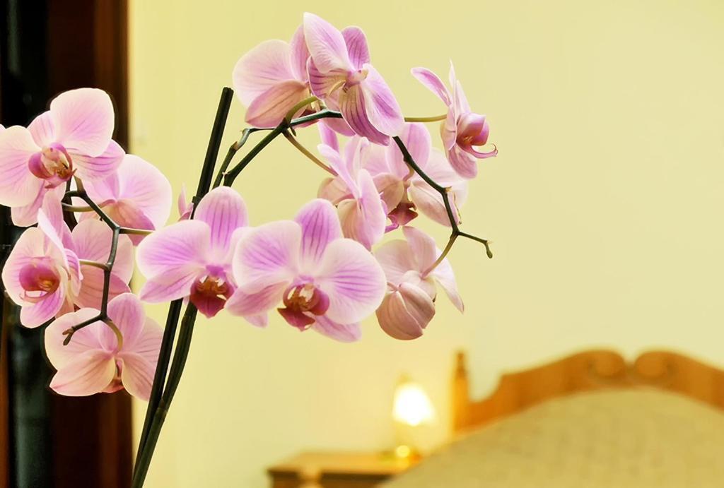 Hotel Star Mukaczewo Zewnętrze zdjęcie